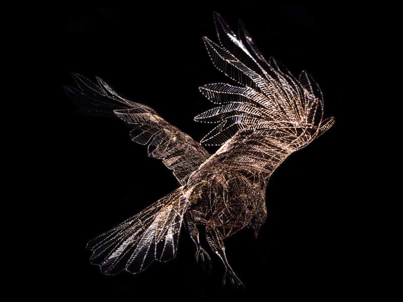 Bird of prey image